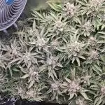 Purple Kush DWC SCROG LED Cabinet Grow