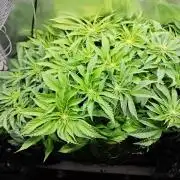 Mixed Strain Small Cabinet LED DWC Grow