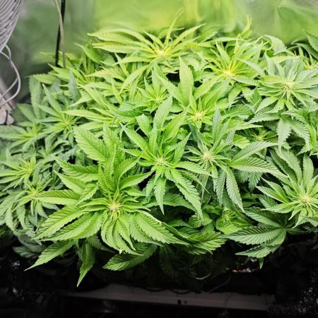 Mixed Strain Small Cabinet LED DWC Grow