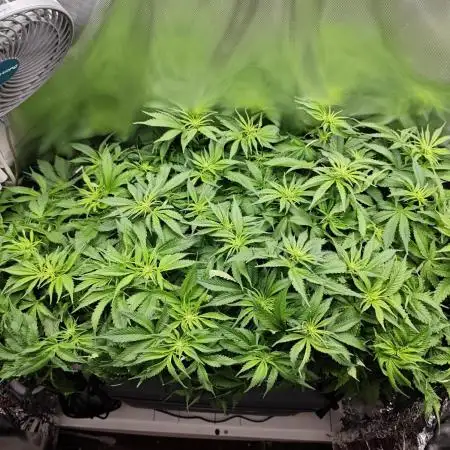 Purple Kush DWC SCROG LED Cabinet Grow