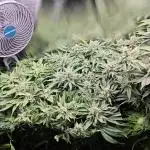 Purple Kush DWC SCROG LED Cabinet Grow