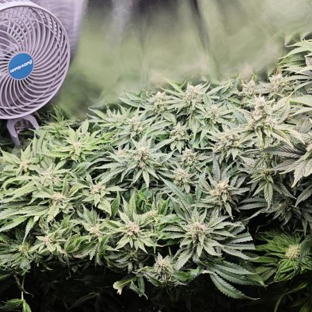 Purple Kush DWC SCROG LED Cabinet Grow