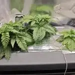 Purple Kush DWC SCROG LED Cabinet Grow