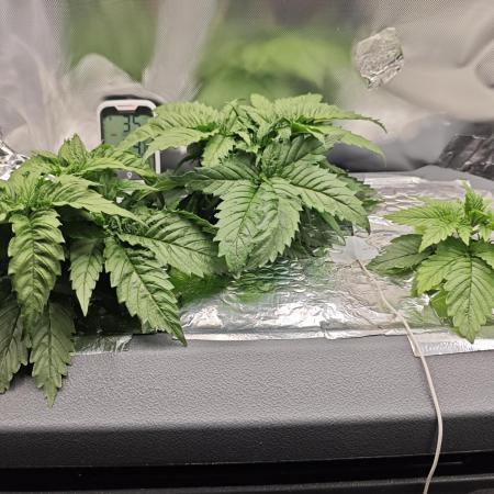 Purple Kush DWC SCROG LED Cabinet Grow