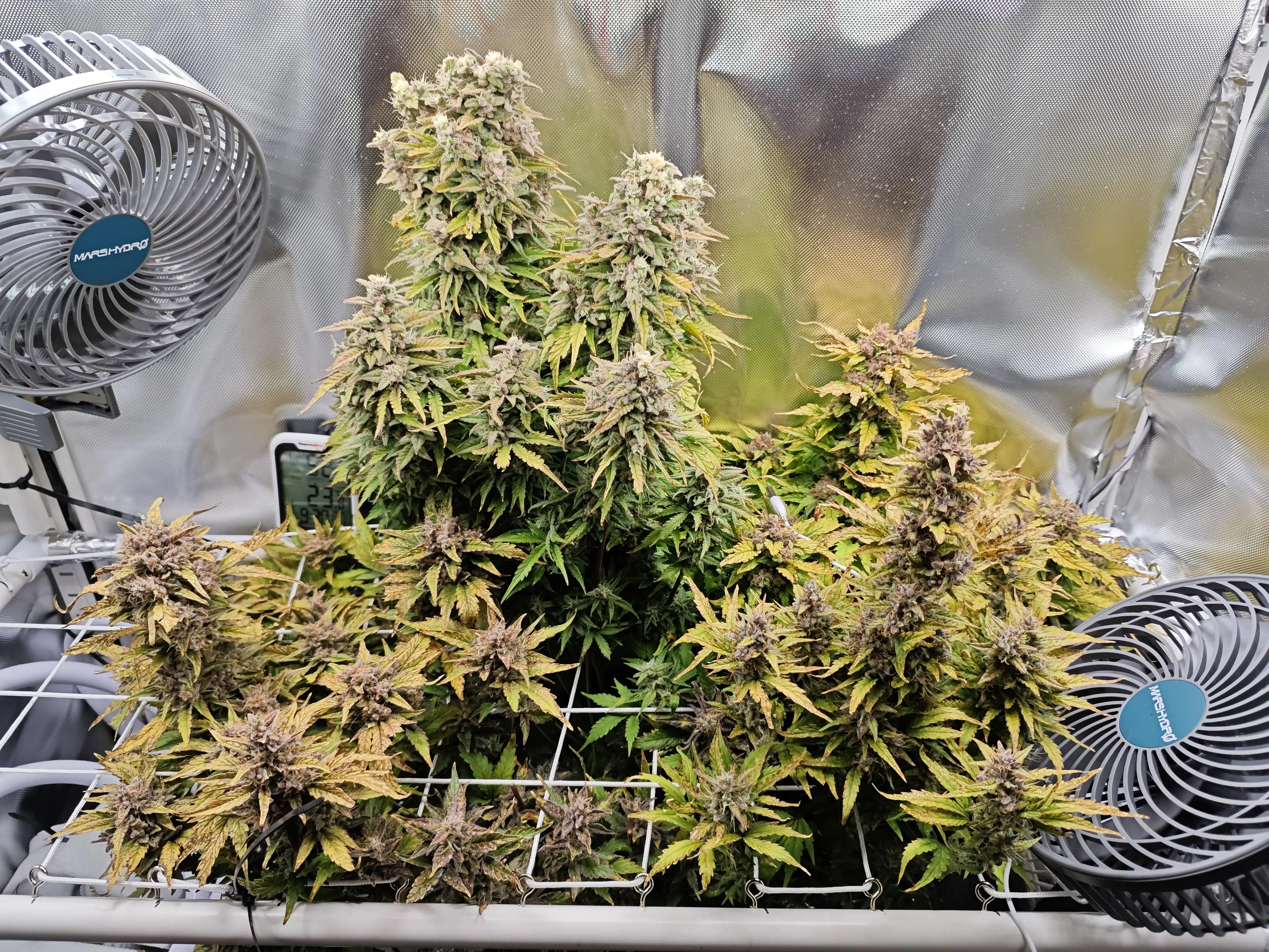 197ccc1e94895f37d2ad0558083772