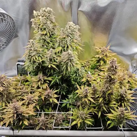 Green-O-Matic Small DWC LED Cabinet Grow