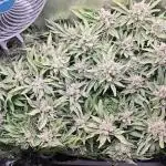 Purple Kush DWC SCROG LED Cabinet Grow