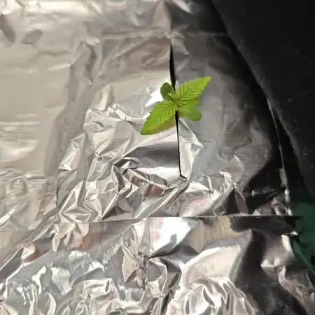 Purple Kush DWC SCROG LED Cabinet Grow