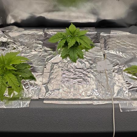 Purple Kush DWC SCROG LED Cabinet Grow