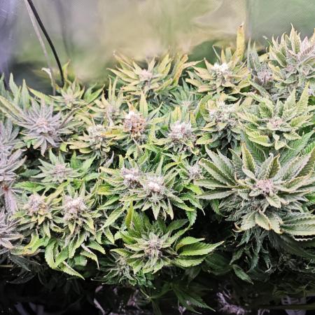 Mixed Strain Small Cabinet LED DWC Grow