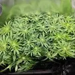 Purple Kush DWC SCROG LED Cabinet Grow