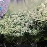 Purple Kush DWC SCROG LED Cabinet Grow