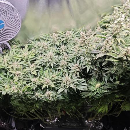 Purple Kush DWC SCROG LED Cabinet Grow