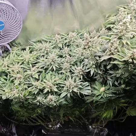 Purple Kush DWC SCROG LED Cabinet Grow