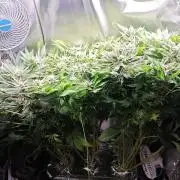 Mixed Strain Small Cabinet LED DWC Grow
