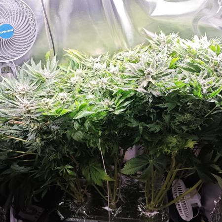 Mixed Strain Small Cabinet LED DWC Grow