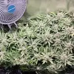 Purple Kush DWC SCROG LED Cabinet Grow
