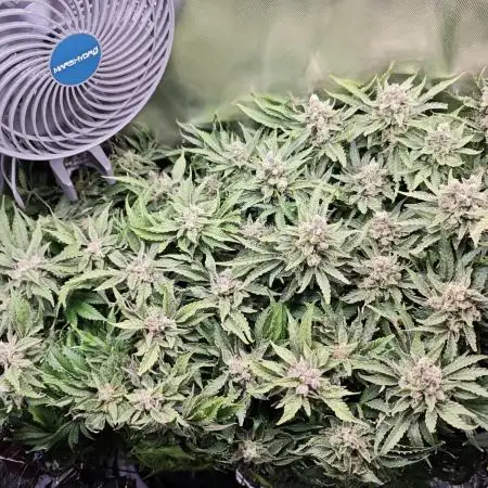 Purple Kush DWC SCROG LED Cabinet Grow