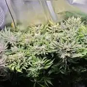 Mixed Strain Small Cabinet LED DWC Grow