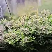 Mixed Strain Small Cabinet LED DWC Grow