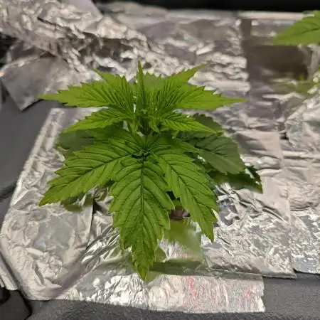 Purple Kush DWC SCROG LED Cabinet Grow