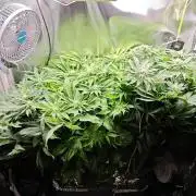 Mixed Strain Small Cabinet LED DWC Grow