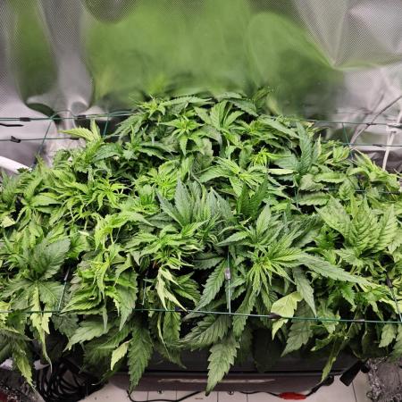 Purple Kush DWC SCROG LED Cabinet Grow