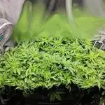 Purple Kush DWC SCROG LED Cabinet Grow