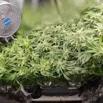 Purple Kush DWC SCROG LED Cabinet Grow