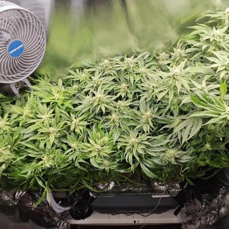 Purple Kush DWC SCROG LED Cabinet Grow