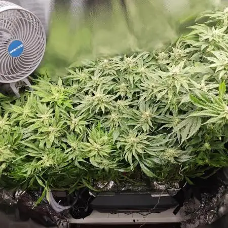 Purple Kush DWC SCROG LED Cabinet Grow