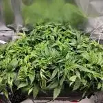 Purple Kush DWC SCROG LED Cabinet Grow