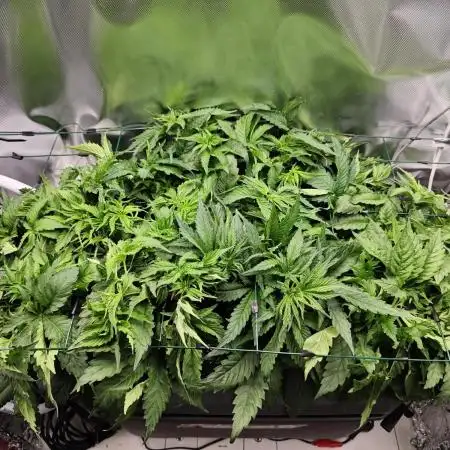Purple Kush DWC SCROG LED Cabinet Grow