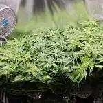 Purple Kush DWC SCROG LED Cabinet Grow