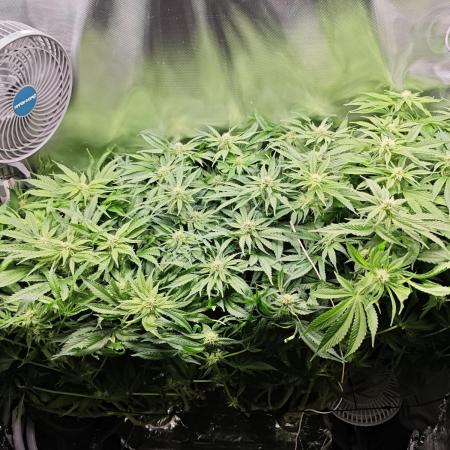 Purple Kush DWC SCROG LED Cabinet Grow
