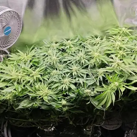 Purple Kush DWC SCROG LED Cabinet Grow