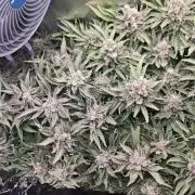 Purple Kush DWC SCROG LED Cabinet Grow