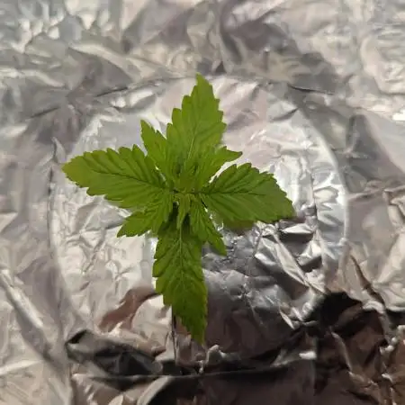 Purple Kush DWC SCROG LED Cabinet Grow
