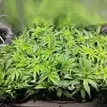Purple Kush DWC SCROG LED Cabinet Grow