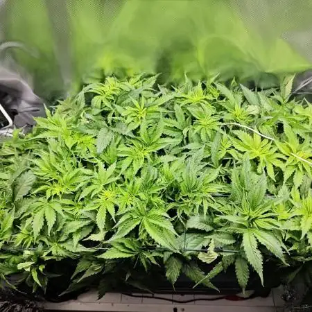 Purple Kush DWC SCROG LED Cabinet Grow