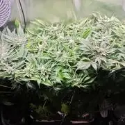 Mixed Strain Small Cabinet LED DWC Grow