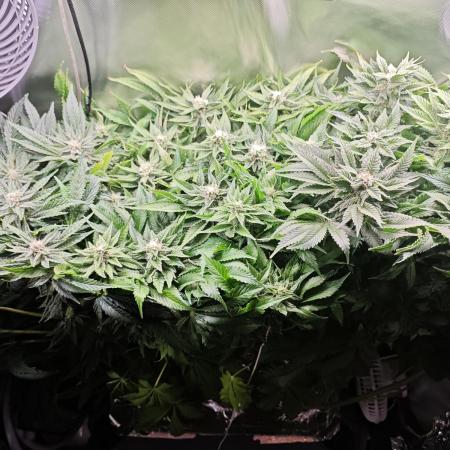Mixed Strain Small Cabinet LED DWC Grow