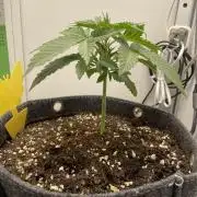 Vgrow | White Truffle Auto