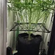 Grape Gas|Vgrow