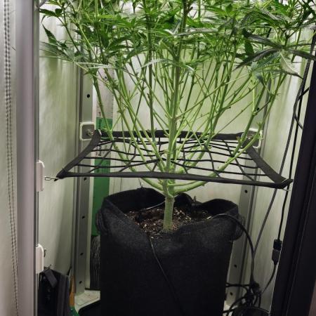 Grape Gas|Vgrow