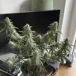RQS Apple Fritter | freeseed