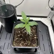 Vgrow | White Truffle Auto
