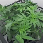 Vgrow | Mac