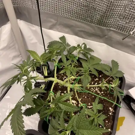 Fastbuds Gorilla Auto|First indoor grow