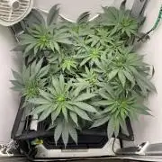 Vgrow | White Truffle